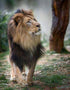 Beautiful Lion with Long Hair